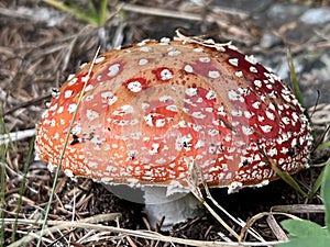 Fly Agaric mushroom Amanita muscaria, fly amanita, Roter Fliegenpilz, matamoscas, falsa oronja or amanite tue-mouches