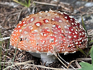 Fly Agaric mushroom Amanita muscaria, fly amanita, Roter Fliegenpilz, matamoscas, falsa oronja or amanite tue-mouches photo