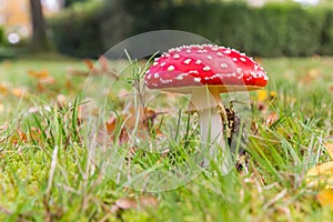 Fly agaric mushroom Amanita muscaria in the graas in Paterswolde