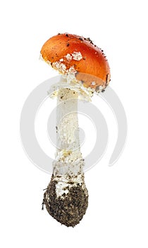 Fly agaric mushroom, Amanita muscaria isolated on white background