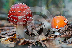 Fly agaric mushroom in autumn forest. Red fly agaric growing in moss. Poison fly agaric mushrooms in nature. Fall season backgroun