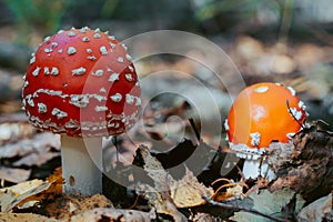 Fly agaric mushroom in autumn forest. Red fly agaric growing in moss. Poison fly agaric mushrooms in nature. Fall season backgroun