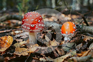 Fly agaric mushroom in autumn forest. Red fly agaric growing in moss. Poison fly agaric mushrooms in nature. Fall season backgroun