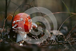 Fly agaric mushroom in autumn forest. Red fly agaric growing in moss. Poison fly agaric mushrooms in nature. Fall season backgroun
