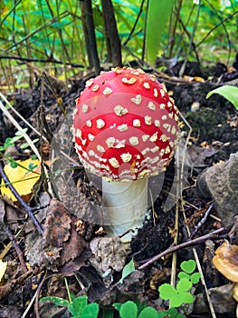 Fly agaric mushroom in the forest