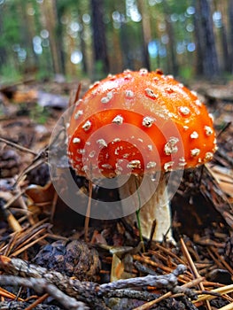 Fly agaric mushroom in forest