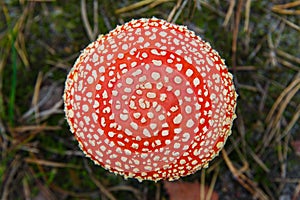Fly-agaric mushroom in a forest, closeup photo