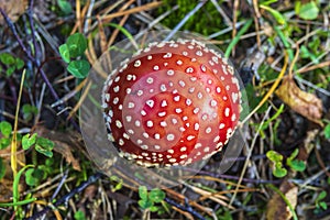 Fly agaric mushroom at the forest floor