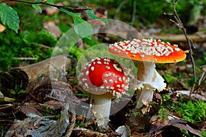 Fungo velenoso fungo crescita sul foresta pavimento declino stagione natura 