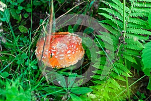 Fly-agaric mushroom in green grass on meadow