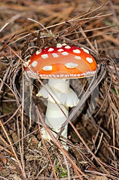 Fly agaric mushroom growing in forest