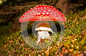 Fly Agaric Mushroom photo