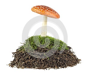 Fly agaric mushroom in moss isolated on white background. Amanita muscaria