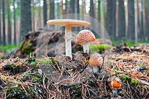 Fly agaric mushroom. A poisonous mushroom. photo