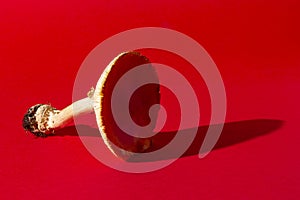 Fly agaric mushroom on red background