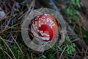 Fly agaric mushroom with red hat