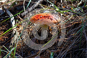 Fly agaric mushroom with red hat