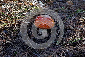 Fly agaric mushroom with red hat
