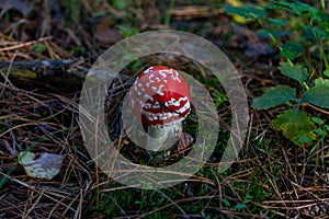 Fly agaric mushroom with red hat