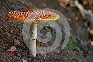 Fly Agaric Mushroom