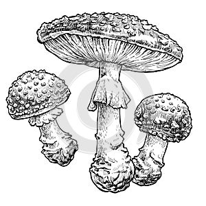 Fly agaric mushroom set. Vector illustration of mushrooms on white background.