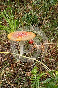 Fly agaric mushroom / toadstool with red spotted cap, known also as amanita muscaria. Mushroom is poisonous.