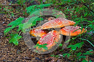 Fly Agaric Mushrooms