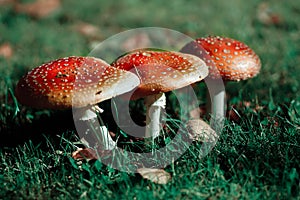 Fly agaric mushrooms