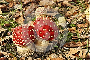 Fly agaric mushrooms