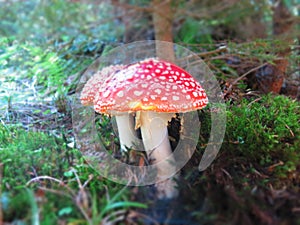 Fly agaric mushrooms