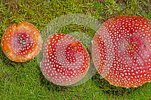 Fly agaric mushrooms