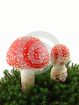 Fly agaric mushrooms