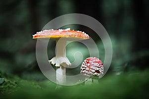 Fly agaric mushrooms in dark forest close up