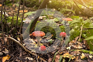 Fly agaric mushrooms in forest. Family of Amanita muscaria wild mushroom in sunlight