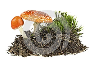 Fly agaric mushrooms with green moss isolated over white background