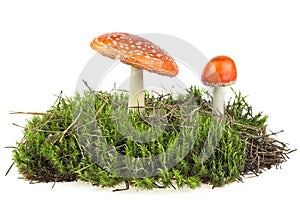 Fly agaric mushrooms on green moss isolated over white background