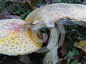 Fly Agaric mushrooms grow side by side