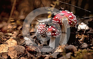 Fly agaric mushrooms growing in the forest. AmanÃ­ta Pluteaceae. A poisonous, medicinal mushroom. A bunch of red mushrooms.Close-