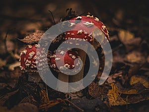 Fly agaric mushrooms growing in the forest. AmanÃ­ta Pluteaceae. A poisonous, medicinal mushroom. A bunch of red mushrooms.Close-