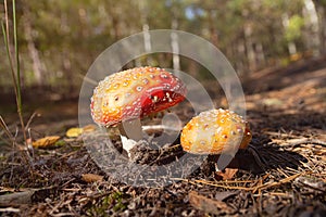 Fly agaric mushrooms growing on forest