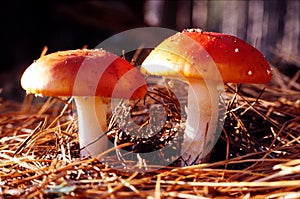 Fly Agaric mushrooms in pine needles