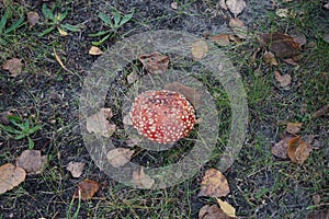 Fly agaric in November. Amanita muscaria, commonly known as the fly agaric or fly amanita, is a basidiomycete of the genus Amanita