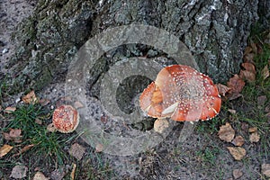 Fly agaric in November. Amanita muscaria, commonly known as the fly agaric or fly amanita, is a basidiomycete of the genus Amanita