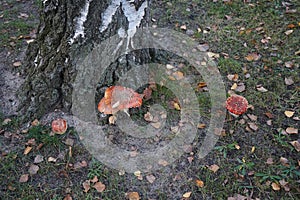 Fly agaric in November. Amanita muscaria, commonly known as the fly agaric or fly amanita, is a basidiomycete of the genus Amanita