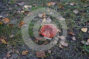 Fly agaric in November. Amanita muscaria, commonly known as the fly agaric or fly amanita, is a basidiomycete of the genus Amanita