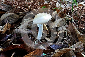 Fly agaric panther mushroom, panther cap or the panther amanita (lat. Amanita pantherina), poisonous mushroom