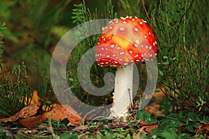 Fly agaric.
