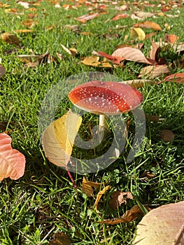 Fly agaric poisonous mushroom growing on green grass in bright sunlight