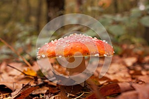 Fly agaric