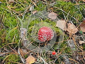 Fly agaric with a red hat growing in the woods. Poisonous mushroom